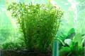 Green Jungle Green Palace in Fish Tank Introduction and Breeding Techniques