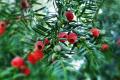 Culture methods and matters needing attention of Taxus mairei