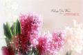 Is the flower fragrance of hyacinth toxic? hyacinth pollen has a small amount of toxicity.