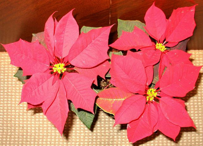 The method of regulating the florescence of poinsettia culture