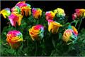 [rainbow rose] the main characteristics of rainbow rose