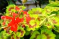 Is geranium poisonous? is geranium a poisonous plant?