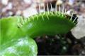 What is Insectivorous Plant Insectivorous Plant Introduction