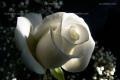 What does the white rose stand for? what is the flower language of the white rose?