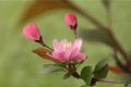 [when do camellias bloom] the blooming season of camellias