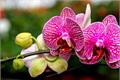 Reveal the maintenance methods of Phalaenopsis to create beautiful Phalaenopsis