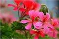 Pelargonium pictures| Teach you a practical way to cultivate geranium