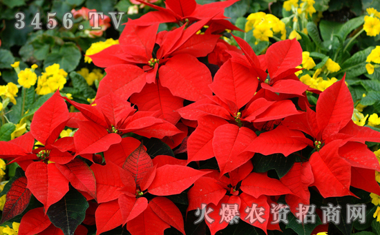 What are the diseases and insect pests of poinsettia? How to prevent and cure?