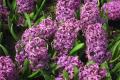 [what is the fancy language of hyacinth] what are the fancy words of hyacinth?