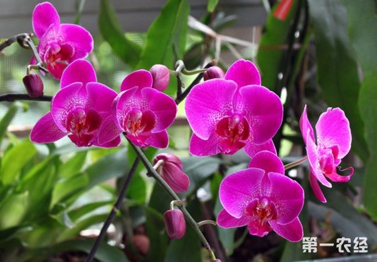 Why doesn't Phalaenopsis bloom?