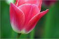 The language of Tulip Flower and its symbolic meaning