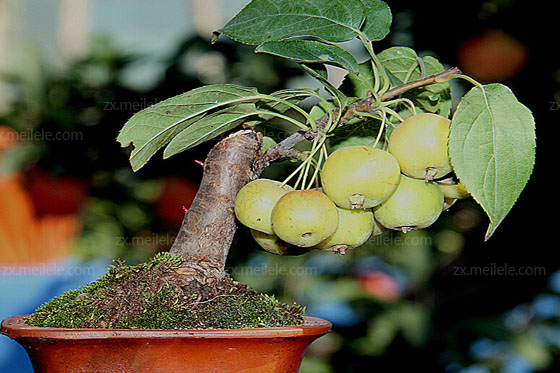 The method of dwarfing bonsai of fruit trees