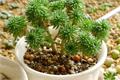 Introduction and culture skills of cute Pinus elliottii in green plant