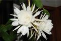 [culture methods of epiphyllum] what are the culture methods of epiphyllum