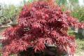 Reveal the production steps of red maple bonsai how to raise red maple bonsai well