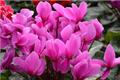 Daily maintenance methods of cyclamen flowers planting and cultivation methods of cyclamen flowers