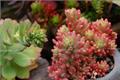 Appreciation of pictures of beautiful succulent plants