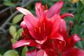 How to grow potted lilies