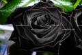 A complete collection of black roses, the moral of sending black roses