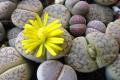 [raw stone flower] raw stone flower variety, how to raise raw stone flower