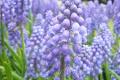 [how to deal with hyacinths after flowering] how to deal with hyacinths after flowering