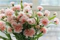 What is the flower language of carnations?