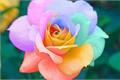 The cultivation method and introduction of colorful roses