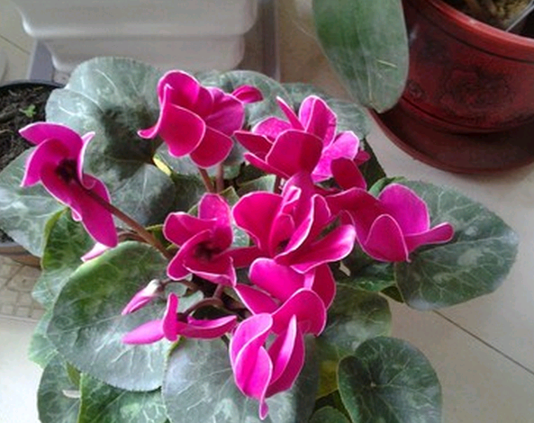 How to maintain cyclamen dormant period?