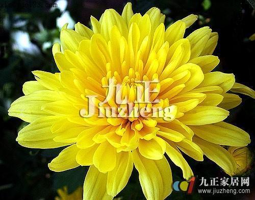 How to prevent chrysanthemum leaves from yellowing and falling off?