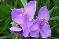 Introduction and culture method of wild flower Tradescantia