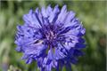 Introduction to the flower language of cornflower chrysanthemum