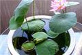 Introduction and cultivation skills of bowl lotus how to cultivate graceful bowl lotus