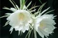 [when does epiphyllum blossom] the season and time when epiphyllum blossoms