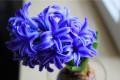 What is the hyacinth language? Hyacinth language.