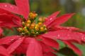 The editor introduces to you whether poinsettia is toxic and the function of poinsettia.