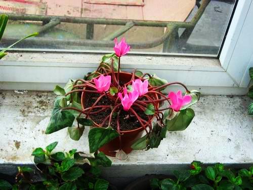 Cyclamen leaves yellow hair how to do? In fact, it is easy to solve!