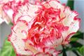 What is the flower language of carnations? what are the flower words of carnations?