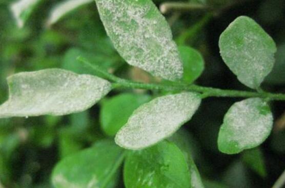 Control methods of Jiuli incense leaf blight