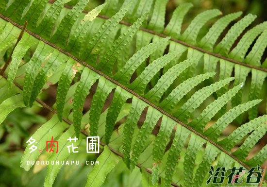 How to raise kidney fern