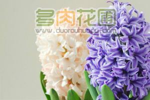 Hydroponic culture method of hyacinth