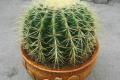 Analysis of how to raise the golden tiger cactus and how to easily master the maintenance method