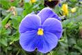 The efficacy and function of tricolor pansy