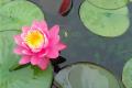 [water lily flower language] what is the flower language of water lily