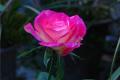 Introduction of domestic rose varieties what are the varieties of rose flowers