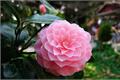 What is the introduction of camellia flower language?