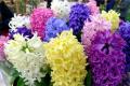 What does hyacinth stand for? a fancy introduction to hyacinth