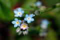 Forget-me-not flower words, forget-me-not picture appreciation