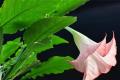 Is the flower of Datura mandala poisonous? what should we do after poisoning?