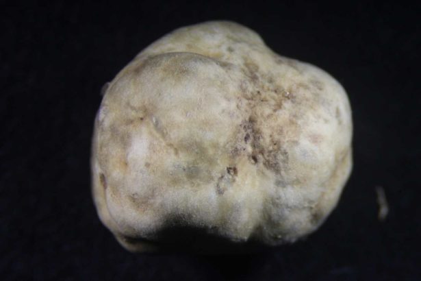 Xitou discovered a new variety of truffles in the world! The Deep vein Truffle published by Lin Test Institute, the first white truffle in Taiwan.