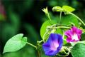 When will the morning glory bloom?